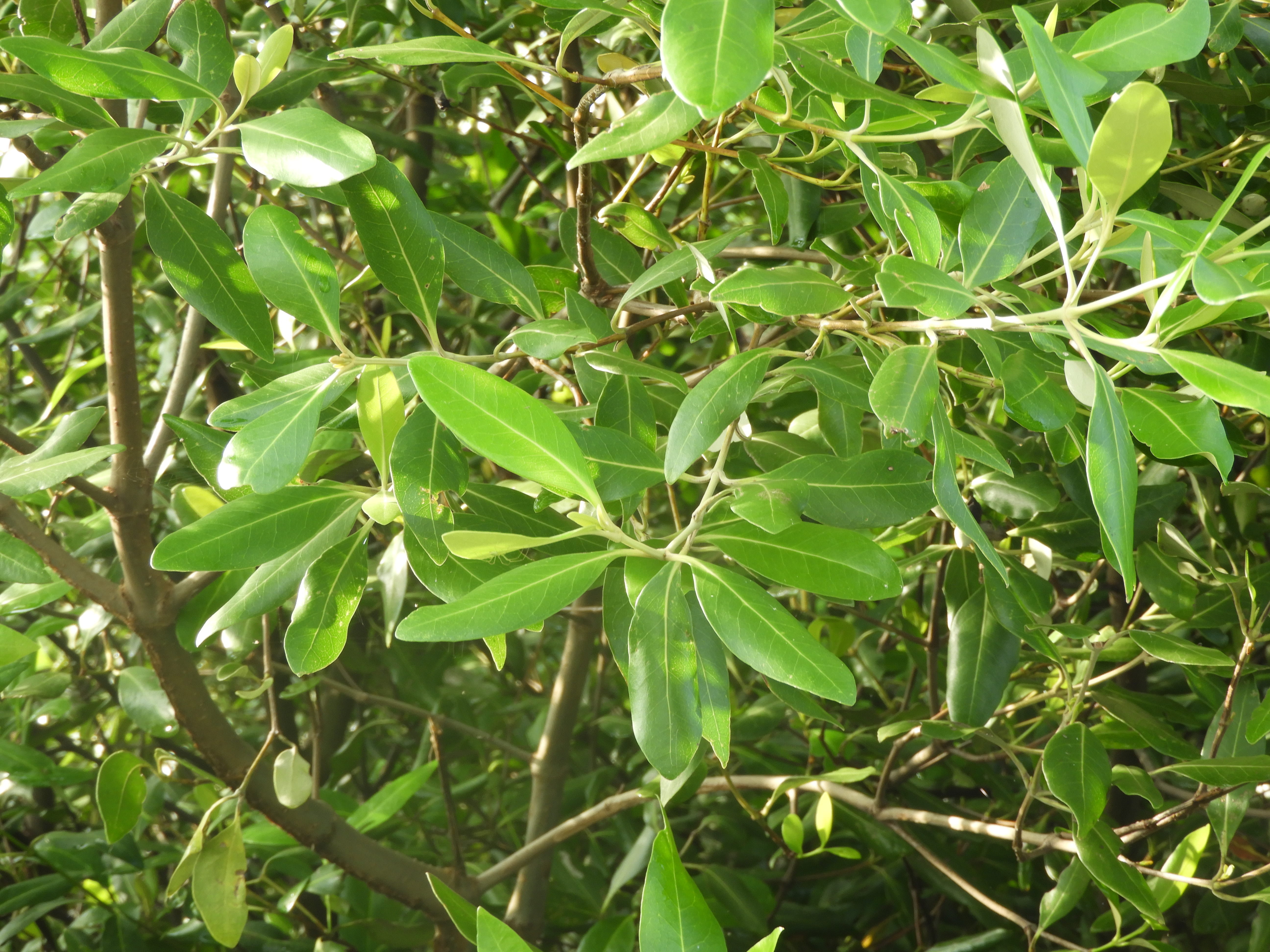 Api-Api (Avicennia)